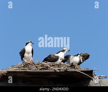 Drei junge Fischadler sitzen auf einer Nestplattform in der Stadt, einer isst ein Stück Fisch, während die Geschwistervögel Kanada beobachten. Pandion haliaetus Stockfoto