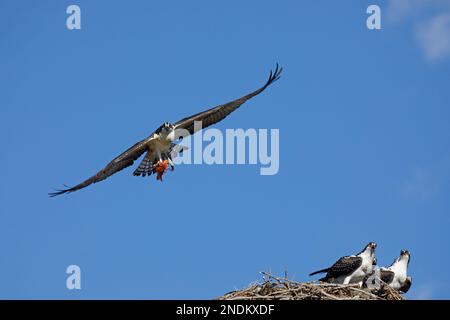 Unreife Fischadler mit teilweise gefressenen Fischen in Krallen, die über dem Nest schweben und Geschwister beobachten. Calgary, Alberta, Kanada. Pandion haliaetus Stockfoto