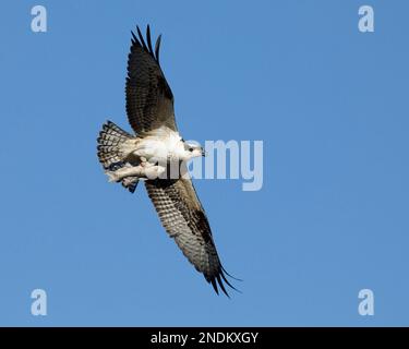 Junger Fischadler, der durch den blauen Himmel fliegt und Fische trägt. Calgary, Alberta, Kanada. Pandion haliaetus Stockfoto