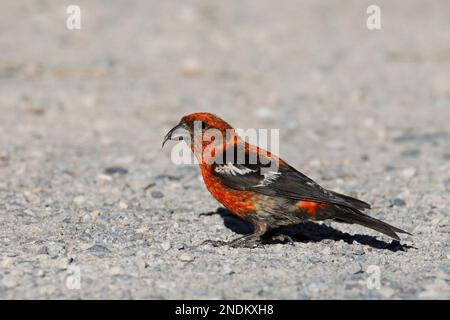 Weißflügelmännlicher Kreuzvogel auf dem Boden, um Körner für die Verdauung zu essen. Jasper National Park, Alberta, Kanada. (Loxia leucoptera leucoptera) Stockfoto