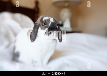 Holländischer Zwergkaninchen von Holland Lop, der auf einem Hotelzimmerbett sitzt Stockfoto