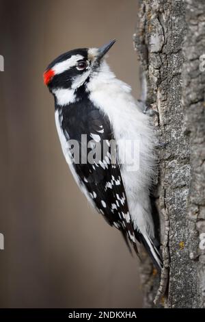 Ein männlicher, heruntergekommener Woodpecker-Vogel auf einem Baumstamm in Carburn Park, Calgary, Alberta, Kanada Stockfoto