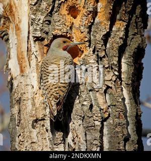 Nordflackerer (roter Schacht) männlich hoch oben an Löchern der Vogel peckte in einem Balsam-Pappelbaum-Stamm, Kanada. Colaptes auratus Stockfoto