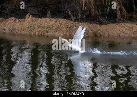 Ein Trompeterschwan, der von einem Fluss abhebt Stockfoto