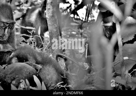 Ein Säugling von Sulawesi-Schwarzkammmakaken (Macaca nigra) spielt, da er mitten in erwachsenen weiblichen Individuen im Naturschutzgebiet Tangkoko, North Sulawesi, Indonesien, auf dem Boden sitzt. Stockfoto