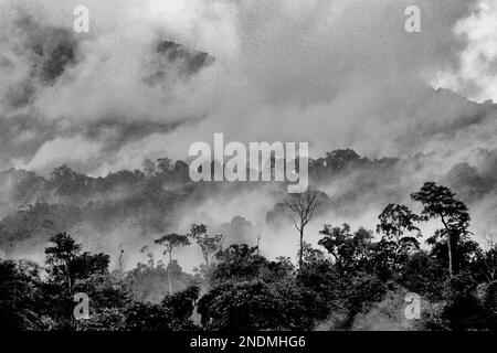 Flachland-Regenwald am Fuße des Tangkoko-Berges in Nord-Sulawesi, Indonesien; ein geschützter Lebensraum für die endemische Schwarzkammmakake Sulawesi (Macaca nigra). Die Wechselwirkungen zwischen ökologischen und sozialen Faktoren haben nach einer Studie von Wissenschaftlern des Macaca Nigra Project einen signifikanten Einfluss auf das Überleben von makaken Nachkommen. Der Klimawandel verändert mutmaßlich ihr Verhalten, ihre Aktivitäten, ihre Fortpflanzungszyklen, die Verfügbarkeit von Nahrungsmitteln und ihr Futterangebot. Im indo-malaiischen Reich machen Schutzgebiete (wie das Tangkoko Naturschutzgebiet) nur bis zu 9 % der Primaten-Reihe aus. Stockfoto