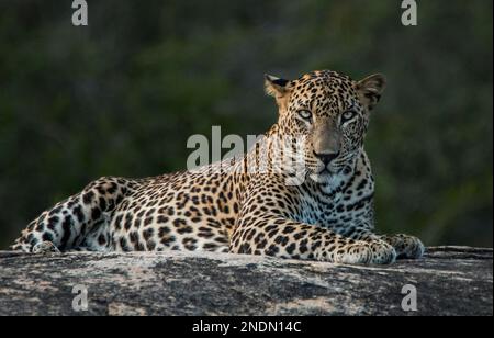 Sri-Lanka-Leoparden in der Wildnis. Stockfoto
