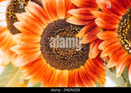 Rote bis orangefarbene Sonnenblumen in der Nähe in Blüte im Garten, hell bunten Blumenhintergrund Stockfoto