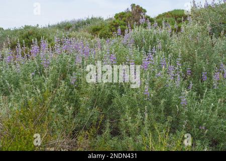 Blühende Silberlupine (Lupinus argenteus), silbrig-grüne Blätter säumen die Stängel und violette, erbsenartige Blüten sind in einem auffälligen Dorn angeordnet. Stockfoto