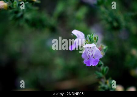 Kleine lila Blüten einer Conradina canescens-Pflanze Stockfoto