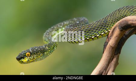 Wunderschöne Green Viper Snake aus der Nähe Stockfoto