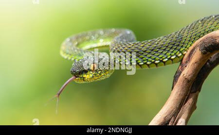 Wunderschöne Green Viper Snake aus der Nähe Stockfoto