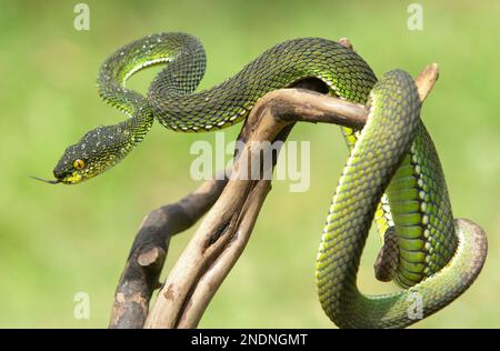 Wunderschöne Green Viper Snake aus der Nähe Stockfoto