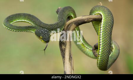 Wunderschöne Green Viper Snake aus der Nähe Stockfoto
