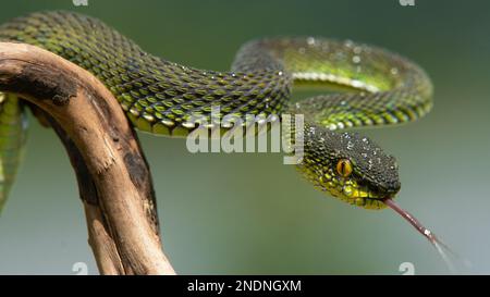 Wunderschöne Green Viper Snake aus der Nähe Stockfoto