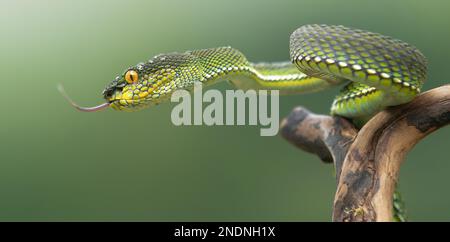 Wunderschöne Green Viper Snake aus der Nähe Stockfoto