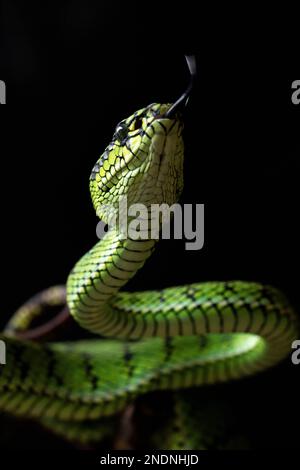 Wunderschöne Green Viper Snake aus der Nähe Stockfoto