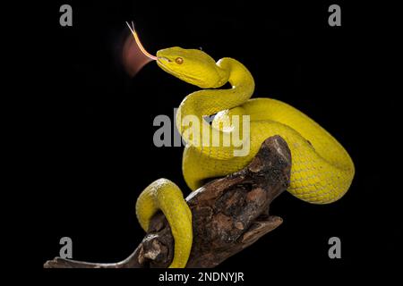 Wunderschöne gelbe Viper Snake in Nahaufnahme mit schwarzem, solidem Hintergrund Stockfoto