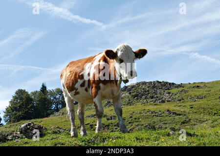 Alpenkuh, Taubensee, Chiemgau, Oberbayern, Deutschland Stockfoto