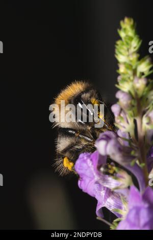 Nahaufnahme einer Hummel (Bombus terrestris), die Nektar von einer Blume sammelt Stockfoto