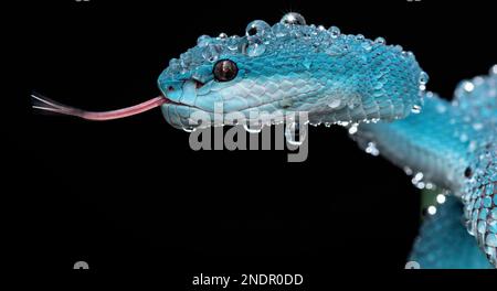 Die wunderschöne Blue Viper Snake aus nächster Nähe Stockfoto