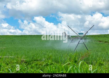 Bewässerung von Zuckerrohrpflanzen gegen den wolkigen blauen Himmel im Sommer Stockfoto