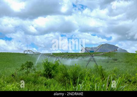 Bewässerung von Zuckerrohrpflanzen gegen den wolkigen blauen Himmel im Sommer Stockfoto