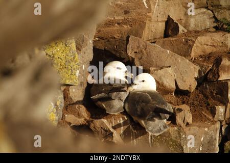 Ein Paar nördliche Fulmars (Fulmarus glacialis), die an einer Klippe nisten. Aufgenommen an den Latrabjarg-Vogelklippen in den Westfjorden Islands Stockfoto