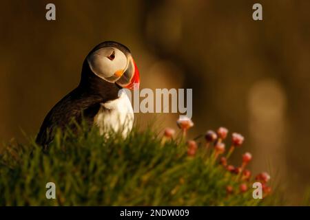 Ein einzelner atlantischer Puffin (Fratercula Arctica) mit rosa Blumen und Gras. Aufgenommen an den Latrabjarg-Vogelklippen in den Westfjorden Islands. Stockfoto