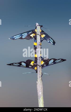 Wespenmotte, Tigermotte paart sich auf Baumzweig, isolierter Naturhintergrund. Stockfoto