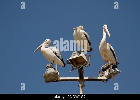 Drei australische Pelikane (Pelecanus conspicillatus), die auf einem Leuchtturm mit blauem Himmelshintergrund auf dem Parkplatz stehen. Aufgenommen in Port Macquarie, NSW, Austr Stockfoto