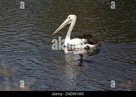 Ein australischer Pelikan (Pelecanus conspicillatus) und kleiner schwarzer Kormorant (Phalacrocorax sulcirostris), die nebeneinander schwimmen. Aufgenommen in Port Mac Stockfoto