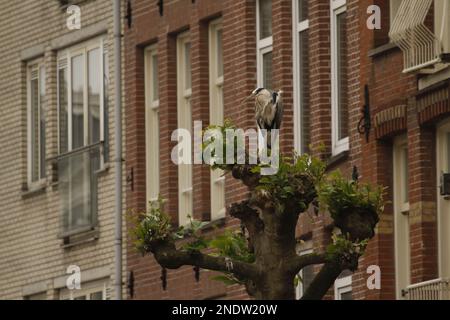 Ein einzelner Graureiher (Ardea cinerea), hoch oben auf einem Baum in der Mitte von Amsterdam, Niederlande. Stockfoto