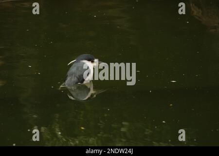 Ein einzelner Schwarzkronen-Nachreiher (Nycticorax nycticorax), der in tiefem grünen Wasser in einem Park steht. Aufgenommen in Hongkong. Stockfoto