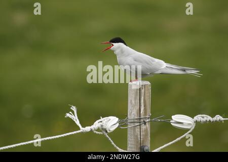 Nahaufnahme einer einzelnen Arktischen Terne (Sterna paradisaea), die von einem Seil, Metall und Holzzaunpfahl aus anruft. Aufgenommen in Island Stockfoto