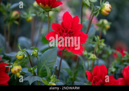 Wunderschöne blühende bunte Dahlia-Blume im Gartenbaum Stockfoto