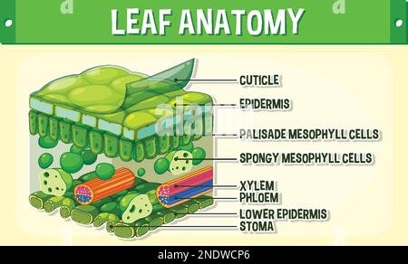 Darstellung des inneren Aufbaus des Blattdiagramms Stock Vektor