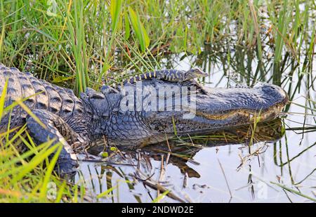 Mutter Alligatorin mit Baby auf dem Kopf im Sumpf im Everglades-Nationalpark, Florida Stockfoto