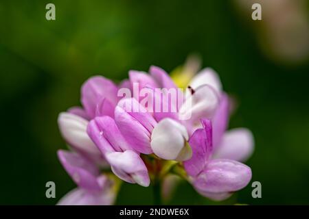 Im Wald wachsende Sortenblume der Securigera, aus nächster Nähe Stockfoto