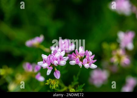 Im Wald wachsende Sortenblume der Securigera, aus nächster Nähe Stockfoto