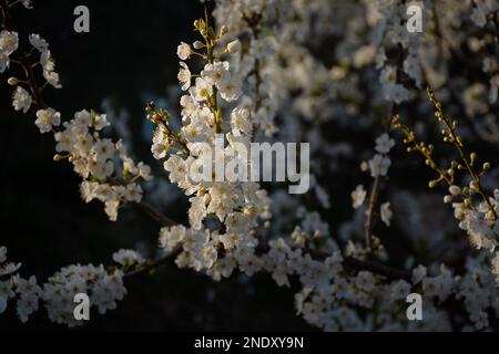 Nahaufnahme des blühenden Kirschbaums. Horizontales authentisches Banner. Frühlingsatmosphärischer Hintergrund bei sanftem Sonnenlicht. Das Konzept der Erweckung der Natur, tendieren Stockfoto