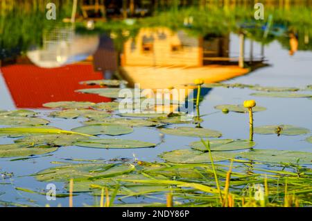 Ein kleiner Pier aus Brettern im Garten am Teich inmitten von Gras und Seerosenblüten vor dem Hintergrund der Reflexion der Hütten. Stockfoto