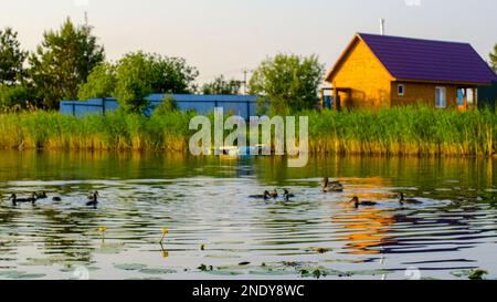 Am See wachsen gelbe Seerosen vor dem Hintergrund einer Herde Enten und Gartenhäuser. Stockfoto