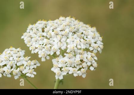 Natürliche Nahaufnahme auf der weißen Blüte von gemeiner Schafgarbe, Achillea millefolium, vor grünem Hintergrund Stockfoto