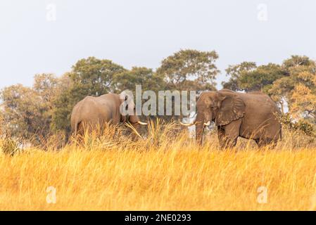 Teleaufnahmen von zwei riesigen afrikanischen Elefanten - Loxodonta Africana - am Ufer des Flusses Okavango, um den Sonnenuntergang, im Okavango Delta, B. Stockfoto