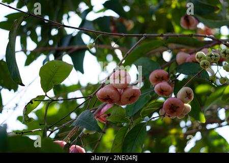 Rosenapfel auf dem Baum im Garten Stockfoto