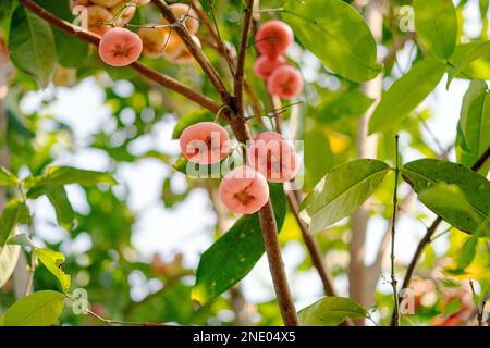 Rosenapfel auf dem Baum im Garten Stockfoto