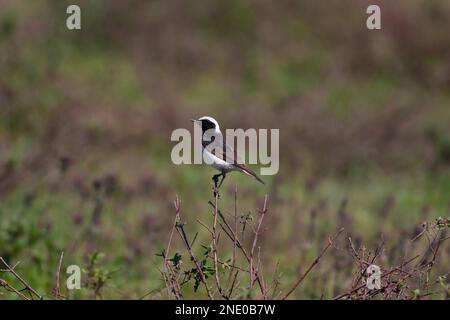 Ein kleiner Vogel, der sich im Wald umsieht, Pied Wheatear, Oenanthe pleschanka Stockfoto