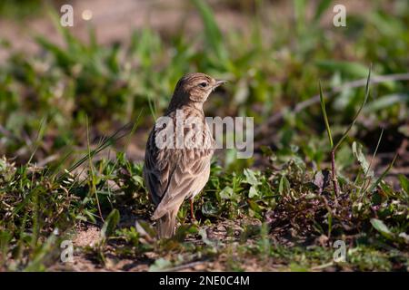 Vogelbeobachtung auf dem Gras, Eurasian Skylark, Alauda arvensis Stockfoto