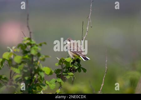 Vögel, die sich im Wald umsehen, Rotbrustschnäpper, Ficedula parva Stockfoto